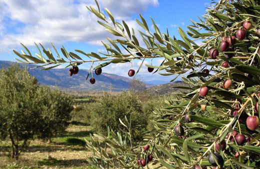 Çevre Şehircilik Bakanlığı'ndan zeytinlik iddialarına açıklama