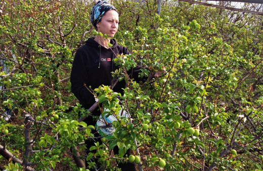 Mersin'de 7 yıldır örtü altında yetiştiriyor: İstanbul ve Ankara'ya gönderildi