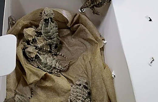 Sınır kapısında kıyafetine gizlenmiş halde bulundu yetkililer şaşkına döndü