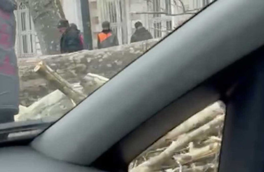 Çırağan Caddesi'ndeki çınar ağaçlarının ihmalden kuruduğu iddiası