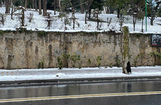 Çırağan Caddesi'ndeki çınar ağaçlarının ihmalden kuruduğu iddiası
