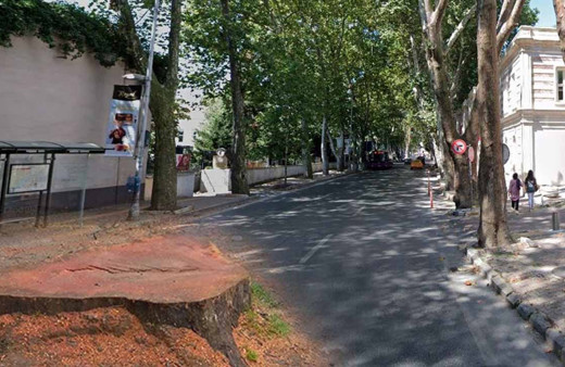 İBB Çırağan'ın asırlık çınarlarını kesti tepki yağdı Uzmanlar yanlışlığı açıkladı