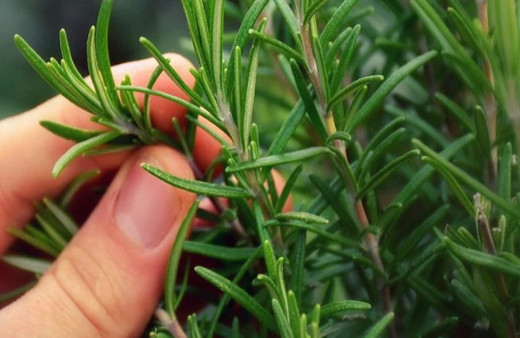 Bu bitkinin kokusunun hafızayı güçlendirdiği ortaya çıktı! Gündelik hayatı kolaylaştırıyor