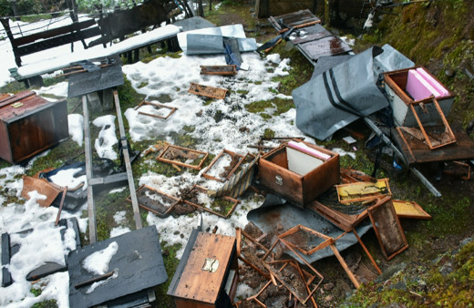 Rize'de kış uykusundan erken uyanan ayılar aç kalınca köye inip talan etti