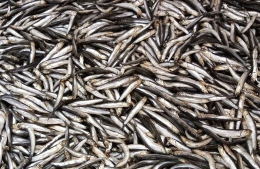 Sancaktepe’de 5 ton hamsi vatandaşlara ikram edildi