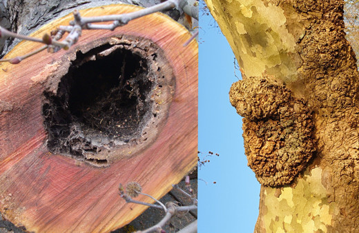 Çınar ağaçlarındaki mantarı ilk teşhis eden hoca konuştu: Kesmemeleri gerekirdi