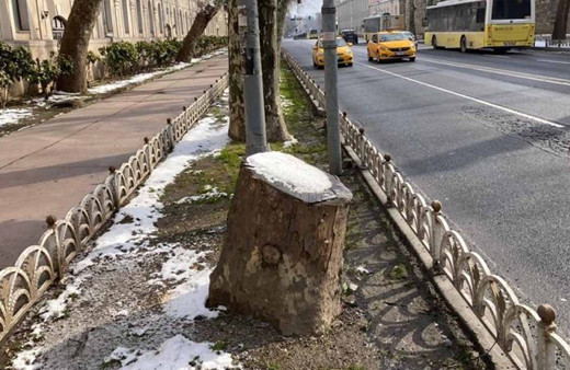 AK Parti'den TEMA'nın İBB tarafından Çırağan'da kesilen ağaçlar açıklamasına tepki