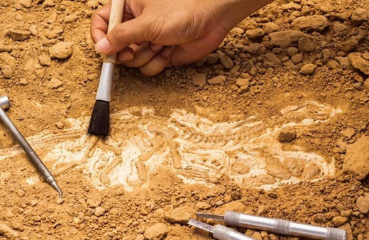 Çin'de 250 hayvan türüne ait 500 milyon yıllık fosiller bulundu