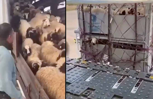 CHP'den küçük baş hayvanlar uçak ve gemilerle Katar'a gönderiliyor iddiası