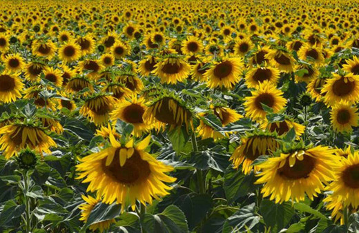 Ayçiçek yağı krizinde yeni hamle Rusya kısıtlama getirecek zam gelmesin diye bu yapılıyor