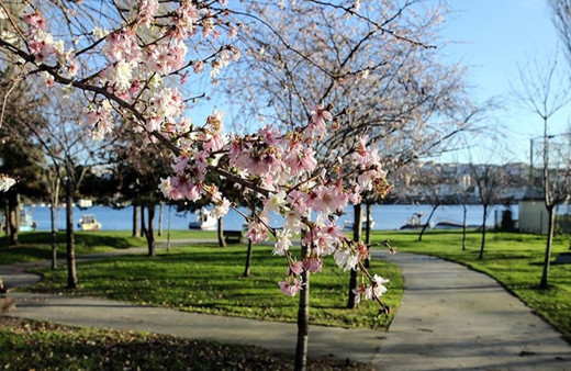 Kara veda bahara merhaba! Meteoroloji açıkladı havalar ne zaman ısınacak?