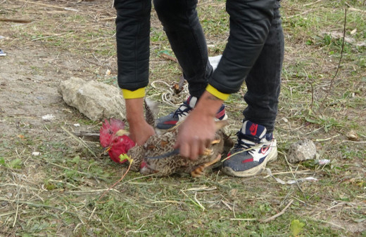 Antalya'da hiç ötmeyen horoz tam kesilecekken anne diye bağırdı videosu var gerçek gibi