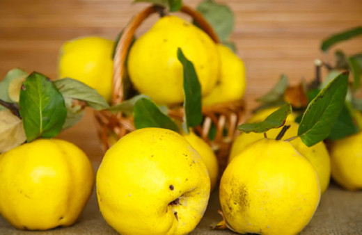 Ayvanın faydaları saymakla bitmiyor