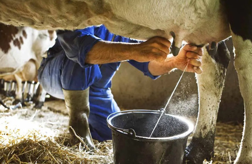 Şubat ayında toplanan inek sütü miktarı arttı