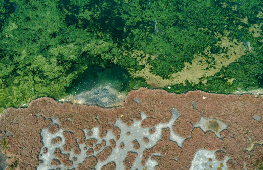 Havaların ısınmasıyla İzmir Körfezi'ni yeniden kapladı! Ekonomik değeri var