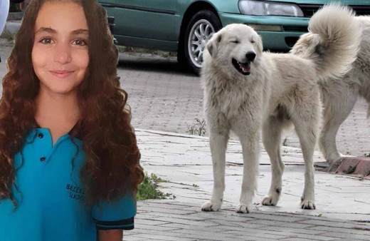 Mahra'nın ölümüne sebep olan köpekler hala korku saçıyor: Aynı olay bir kez daha oluyordu!