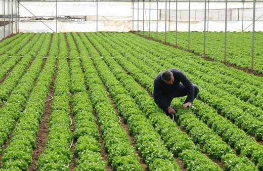 Marul da uçtu! Seradaki ile marketteki fiyat farkına bakın pes!