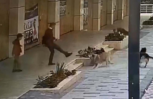 Sabah servis bekleyen çocuğa 4 köpek bir anda saldırdı