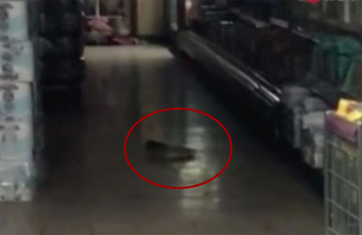 A 101 markette rezalet görüntüler! Şarküteri reyonunda dev fareler cirit atıyor, sucuk salam....