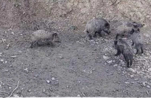 Sarıyer'de domuzlar şehir merkezine indi