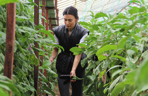 3 gün önce 25 liraydı bugün 13 lira oldu! Domates patlıcak biber fiyatlarında indirim şahane