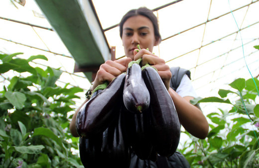 Tüketiciye müjde verelim diye duyurdu: Patlıcan ve domates 10 liraya biber 20 liraya düşüyor