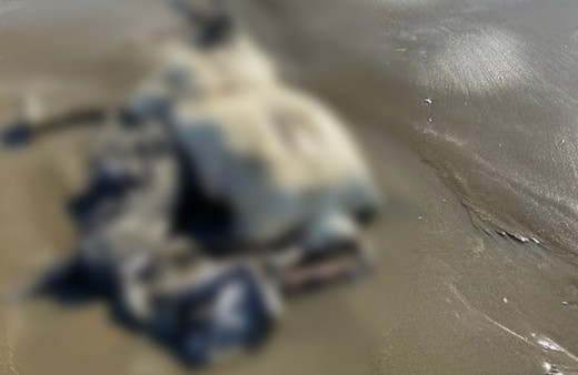 Hatay'da korkunç manzara! Sahilde başı olmayan çürümüş ceset bulundu