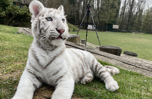Dünyada bile çok nadir bulunuyor! Silivri'de Beyaz Bengal kaplanı bulundu