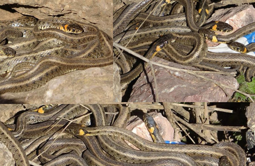 Yılanlar çiftleşmeye çıktı görenin tüyleri ürperti sürüler halinde birleşme dansı yapıyorlar