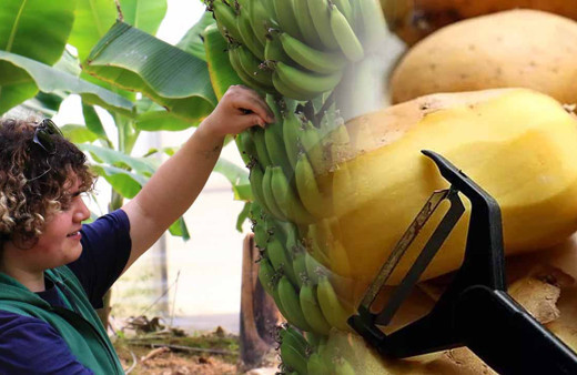 Enflasyona direnen tek meyve bir zamanlar lükstü! Şimdi tanesi patatesle aynı fiyat
