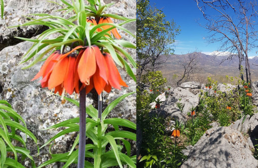 Bu çiçeği koparan çarpılıyor efsaneye ters lale göre Hz. Meryem ağlayınca bitmiş