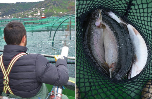 Tonlarca üretiliyor! Rusya Japonya'dan Ordu'ya sipariş yağıyor: Ekonomiye 180 milyon TL'lik katkı