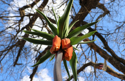 'Ağlayan Gelin'i koparana büyük ceza geliyor! Her biri için 110 bin lira fatura çıkarılacak