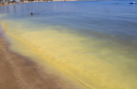 Mersin'de müsilaj zannedilen polen sahili sarıya boyadı! Binlerce arı telef oldu
