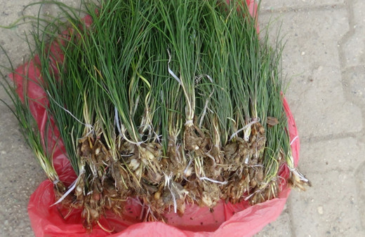 Batman'ın yüksek dağlarında yetişiyor! Kilosu bin lira olan ot yok satıyor