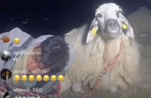 Sosyal medya yıkılıyor! Çoban canlı yayın açıp uyudu, 12 bin kişi canlı yayında koyunu izledi!