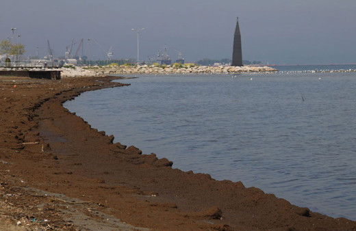 Kocaeli'de sahili gübre bastı bırakın insanı martı bile uğramıyor