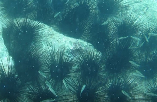 Antalya'nın dünyaca ünlü sahilinde deniz kestaneleri koloni olarak görüntülendi