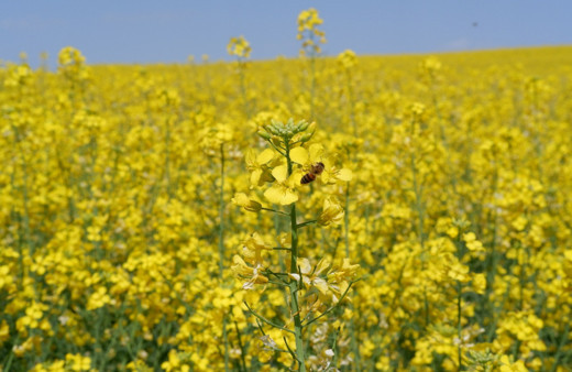 Türkiye'de ekim oranı 9 kat arttı! Ayçiçek yağına rakip olacak