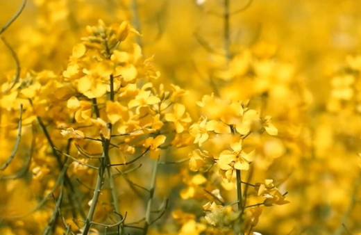 Ayçiçek yağının rakibi oldu 9 kat arttı