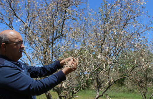Zeytin ağaçlarında korkutan gelişme zeytinciliğe darbe olur