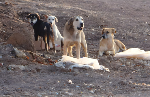 İngiltere uyardı: Türkiye'de sokak köpeklerinden kendinizi koruyun