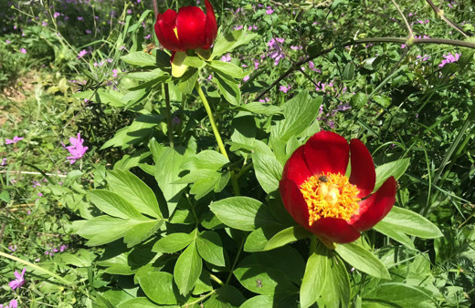 İstanbul'da nadiren yetişiyor ayı gülünü koparmanın cezası bir araba parası