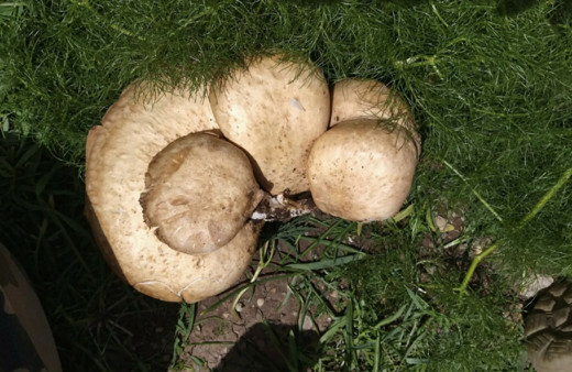 Şırnak Uludere ilçesinde sadece 14 gün yetişiyor! Fiyatı 120 lira