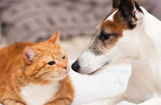 Yargıtay'dan emsal karar! Sitelerde evcil hayvan yasak mı?