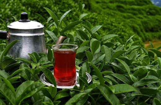 ÇAYKUR çaya yüzde 43 zam yaptı Erdoğan'ın açıklamasının ardından hamle geldi