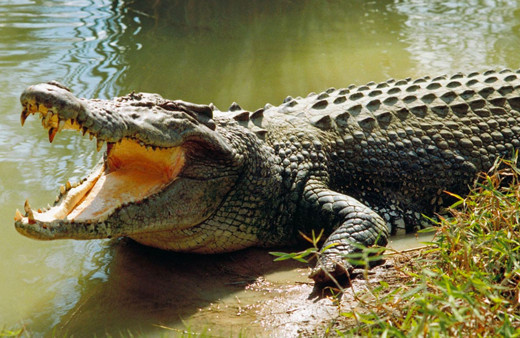 Yüzmek için girdiği suda timsahın saldırısına uğradı