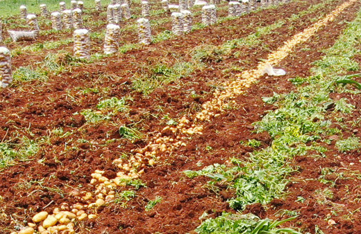 Hasadı 2 hafta geç başladı ama indirim getirecek! Hallere gönderildi fiyatlar düşecek