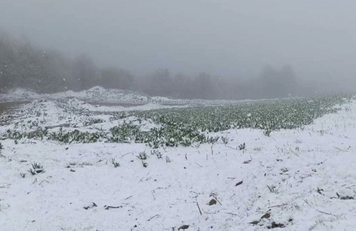 Haziran ayına girerken Amasya ve Ordu'ya kar yağdı