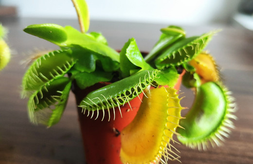 Etle beslenen bitkiye büyük ilgi! Bursalı çiçekçi yurt dışından getirtiyor